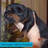 Щенки от пары Ерик х Конфета